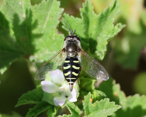 Unknown species found near Fresno County, US-CA, US