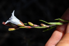 Prismatocarpus schlechteri