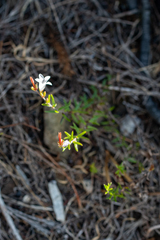 Prismatocarpus schlechteri