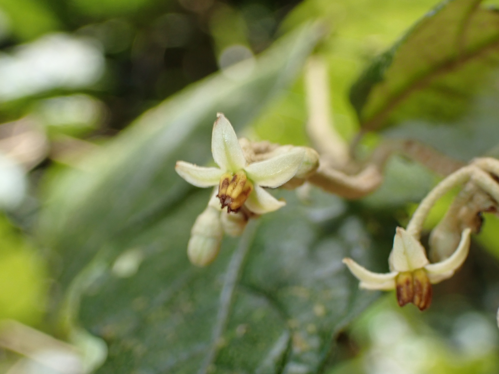Imagem de Solanum schlechtendalianum