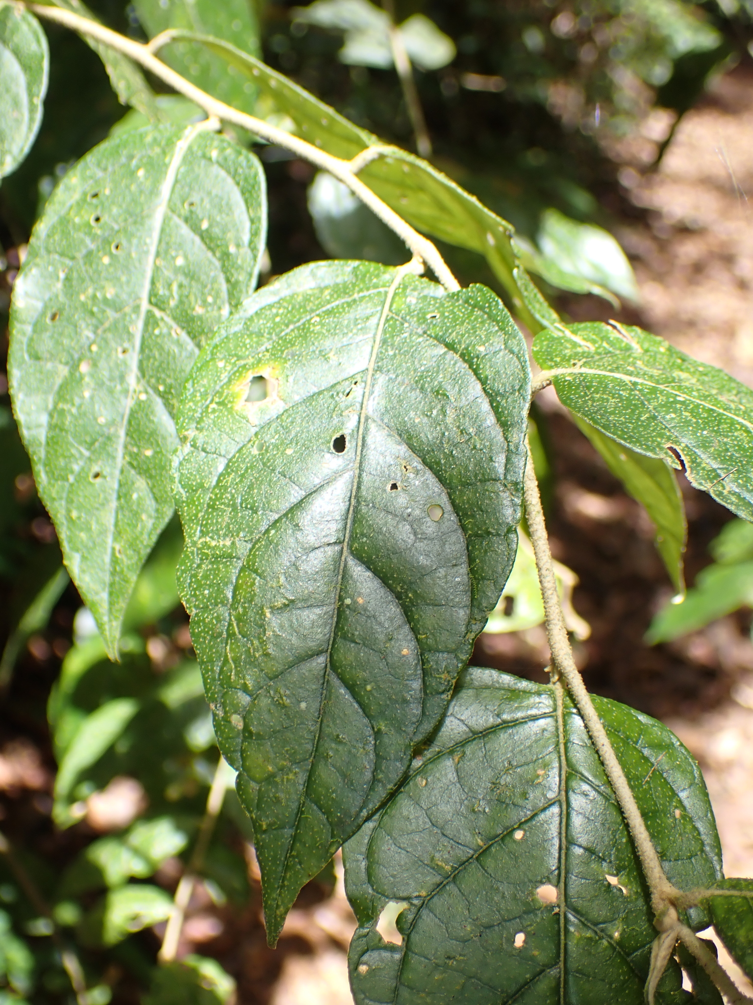 Imagem de Solanum schlechtendalianum