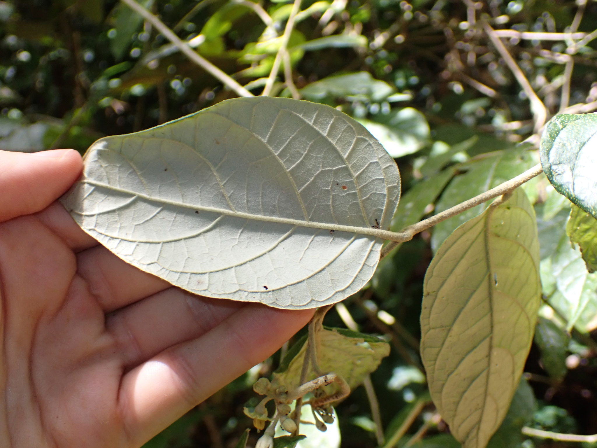 Imagem de Solanum schlechtendalianum