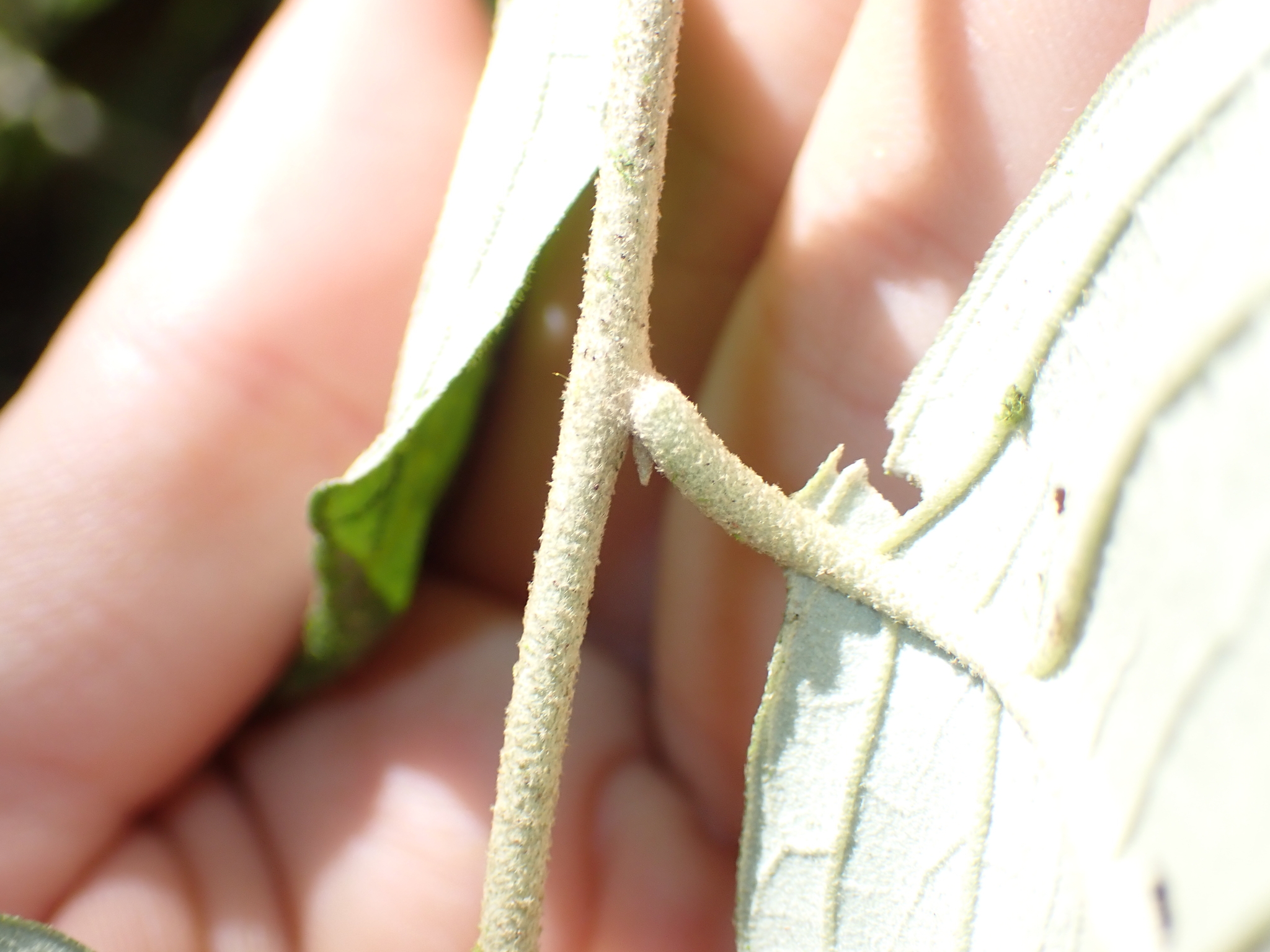 Imagem de Solanum schlechtendalianum
