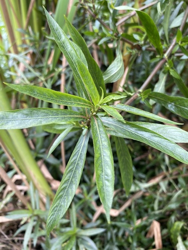Hygrophila ringens observed 2026-03-06
