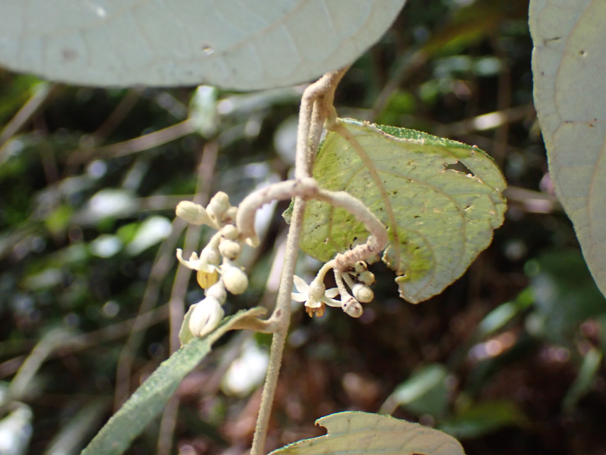 Imagem de Solanum schlechtendalianum