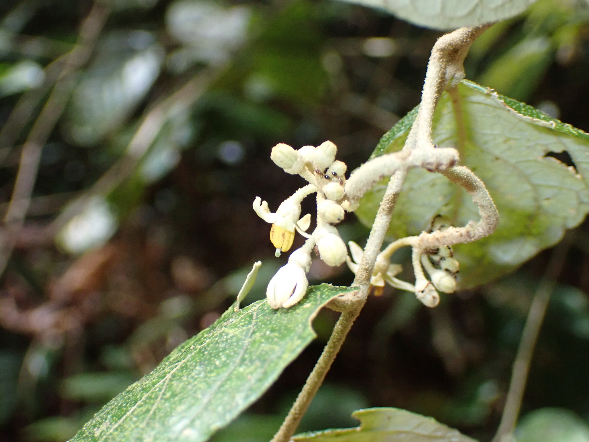 Imagem de Solanum schlechtendalianum