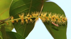 Terminalia chebula