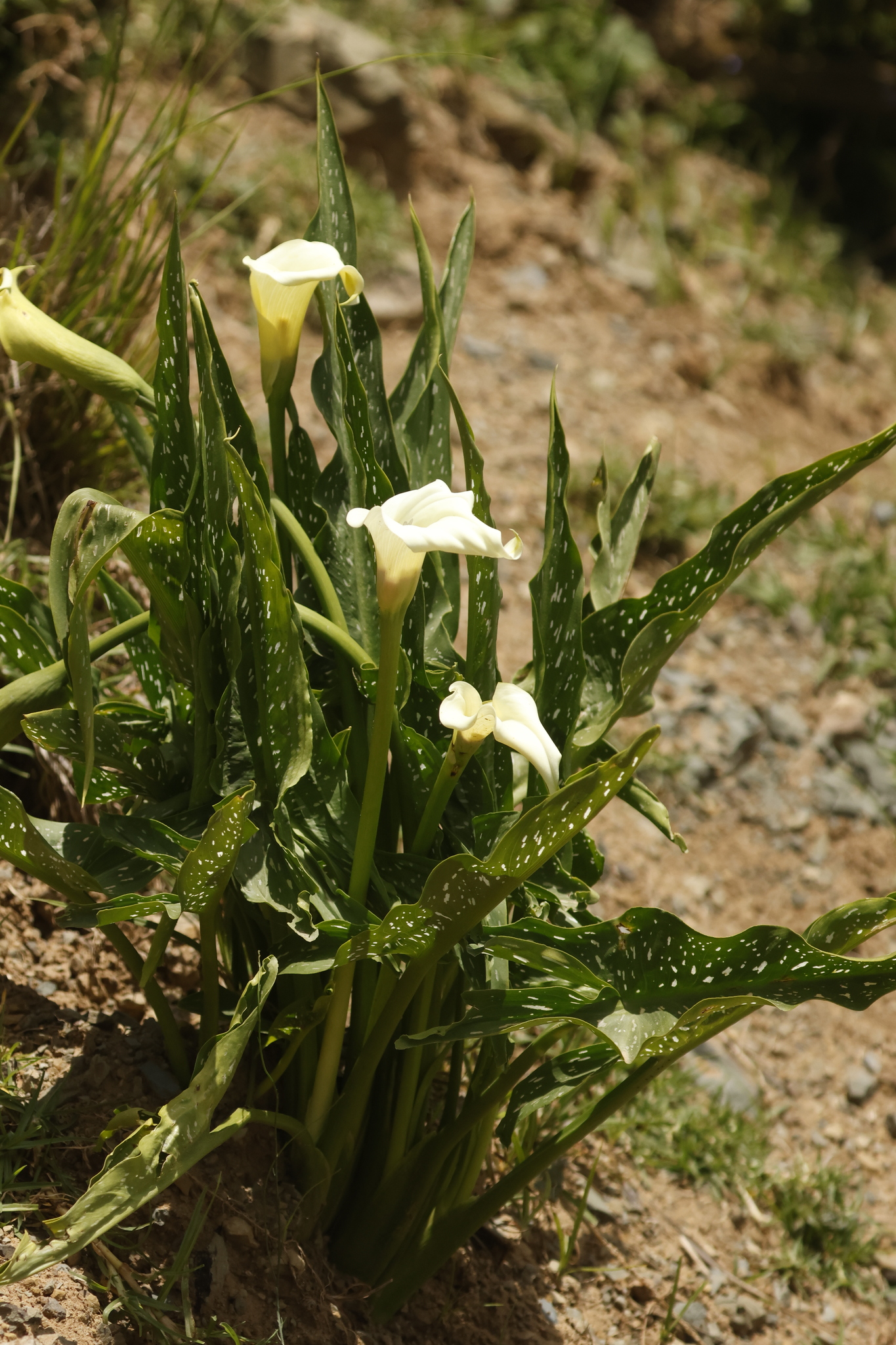 Spotted Calla Lily (Zantedeschia albomaculata)