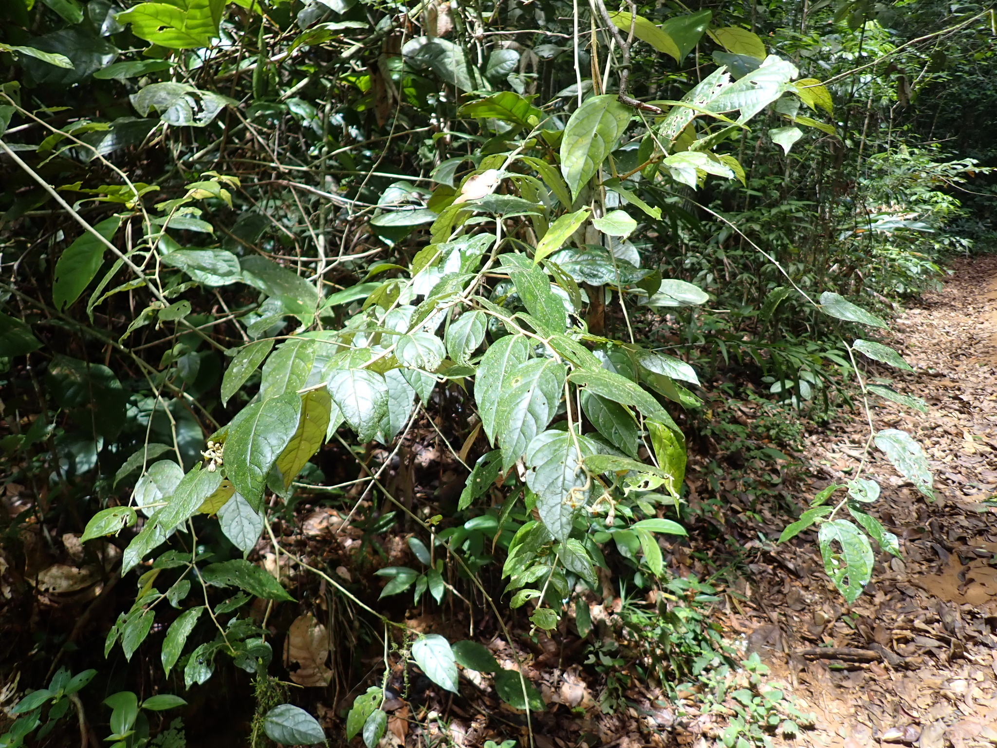 Imagem de Solanum schlechtendalianum