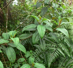 Miconia sintenisii