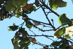 Vireo gilvus