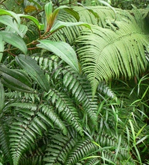 Cyathea borinquena
