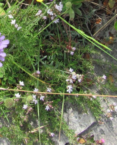 Thymus zygis (Thymus zygis)