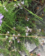 (c) zebedeugalinha, some rights reserved (CC BY) Thymus zygis, photograph (c) zebedeugalinha, some rights reserved (CC BY)