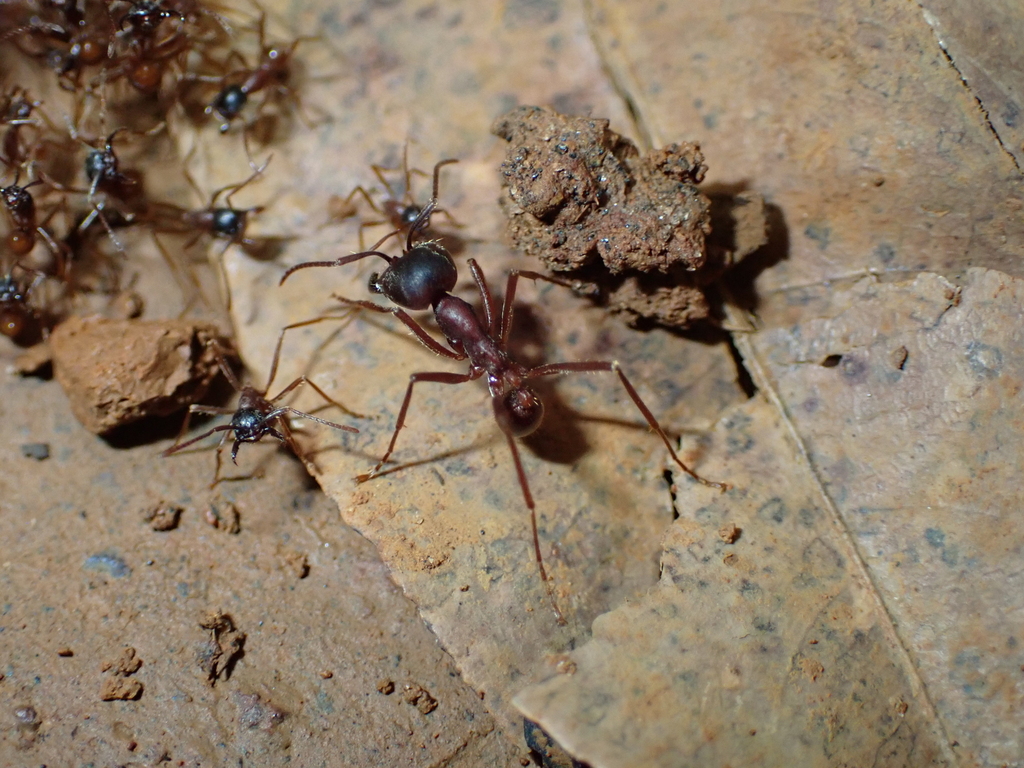 Labidus Army Ants from Tapanahony, Sipaliwini, Suriname on February 15 ...