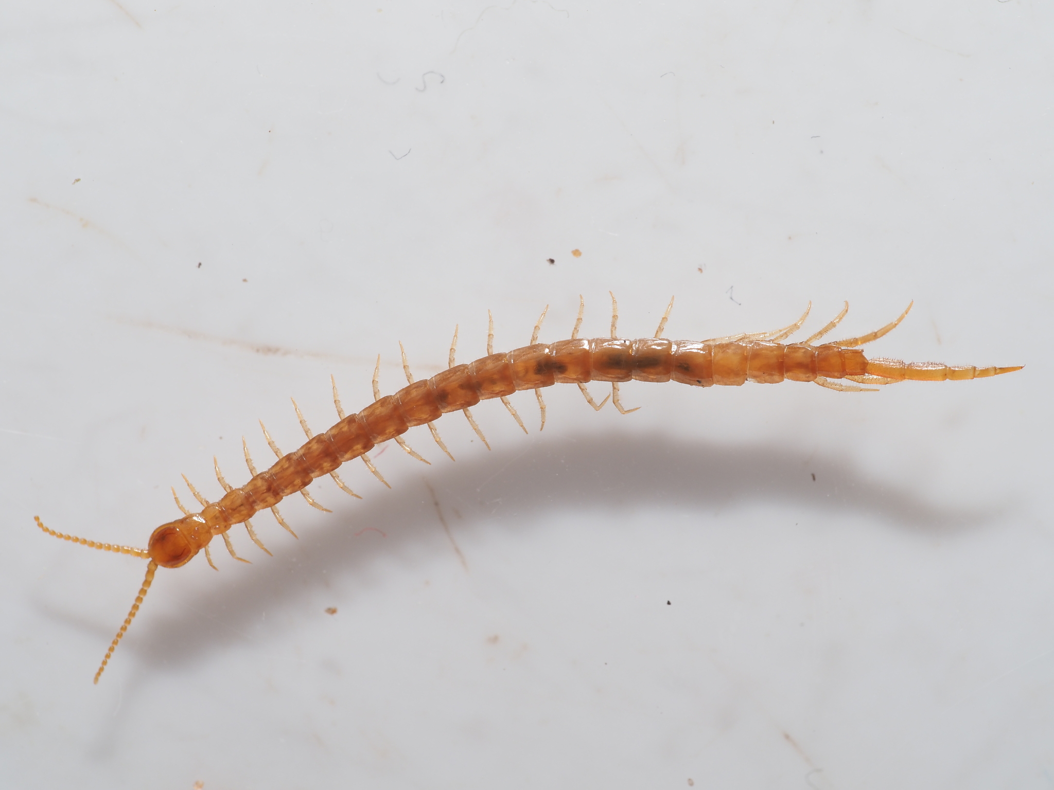 Cryptops hortensis Donovan, 1810