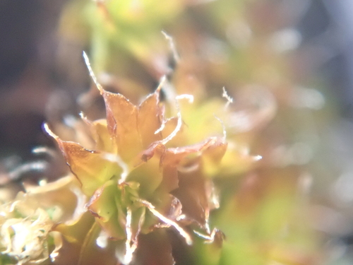 iNaturalist observation photo of Steppe Screw-Moss