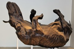 Woolly Rhino photo 3