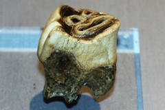 Woolly Rhino photo 4