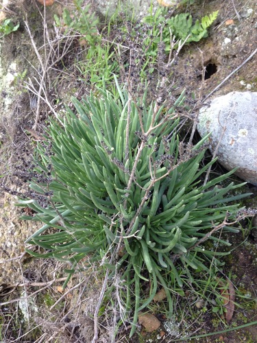Dudleya edulis