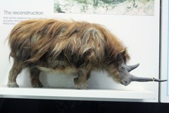 Woolly Rhino photo 5