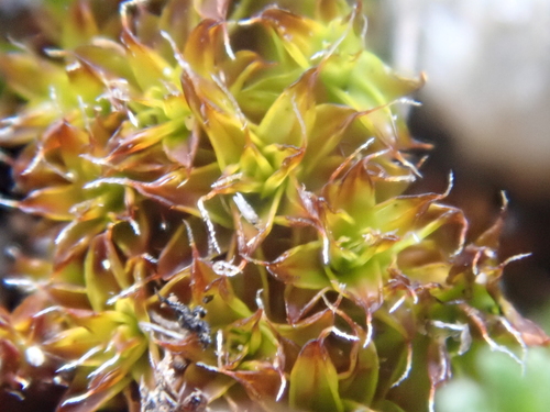iNaturalist observation photo of Star Moss