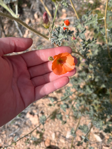 iNaturalist observation photo of apricot globemallow