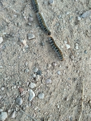 Thaumetopoea pityocampa