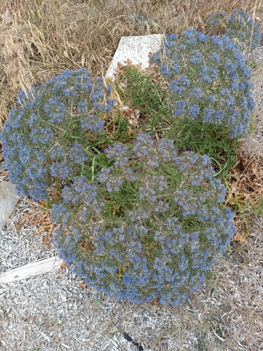 Corymbose Distaff Thistle (Cardopatium corymbosum)
