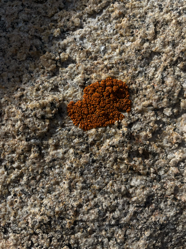 iNaturalist observation photo of Sac Fungi and Lichens