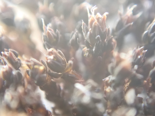 iNaturalist observation photo of Steppe Screw-Moss