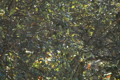 Vireolanius melitophrys