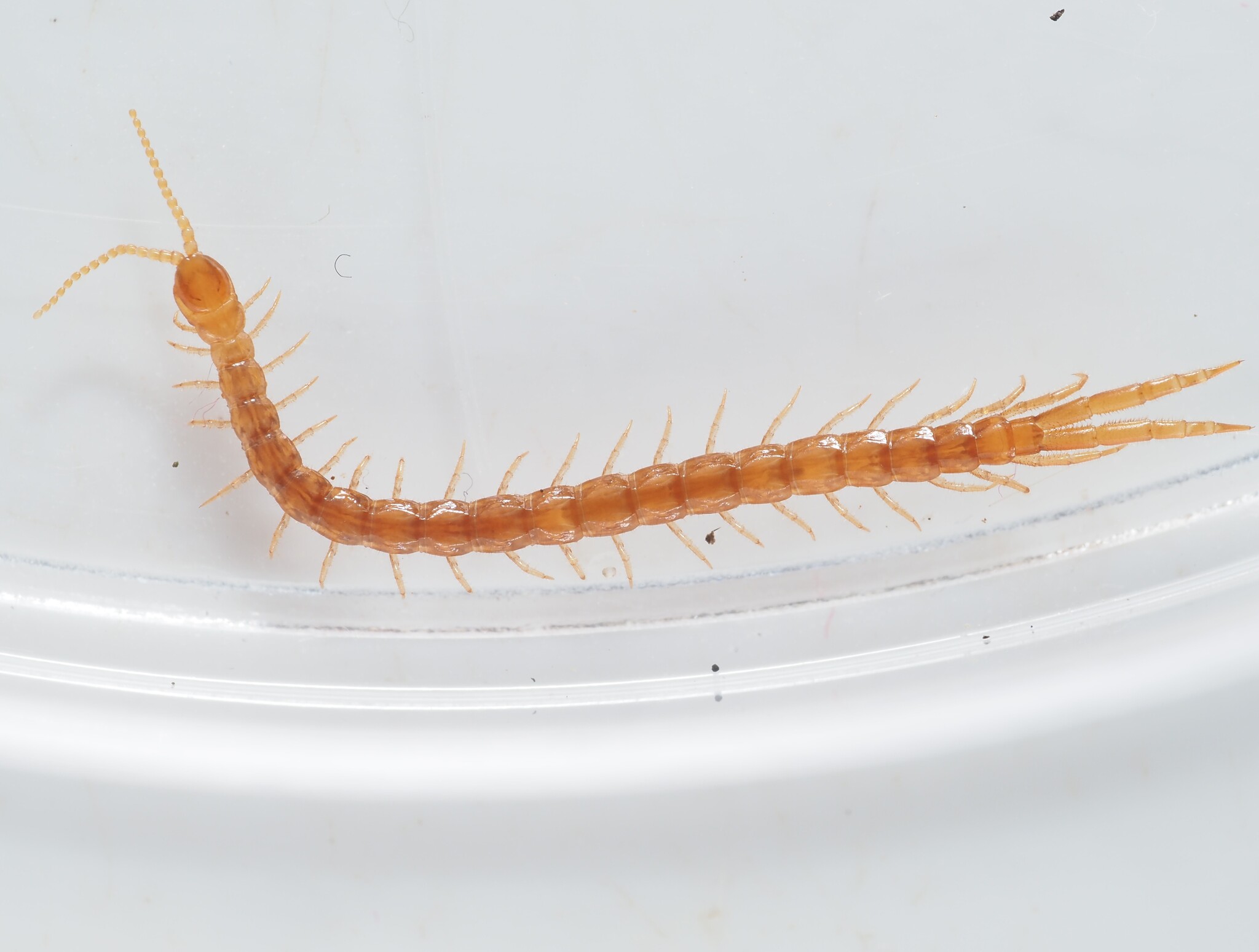 Cryptops hortensis Donovan, 1810