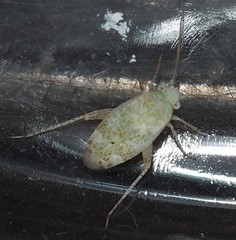 Halophylus atriplicis