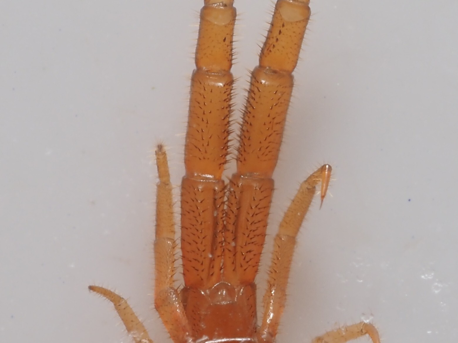 Cryptops hortensis Donovan, 1810