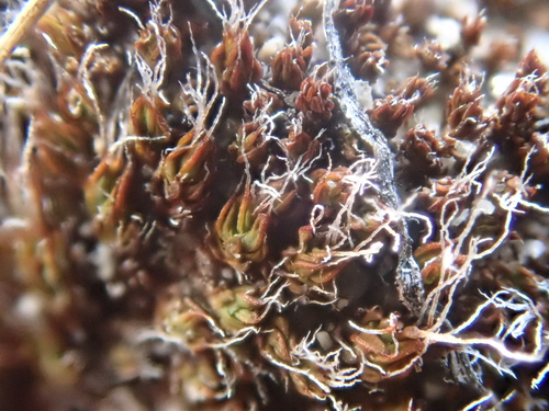 iNaturalist observation photo of Syntrichia