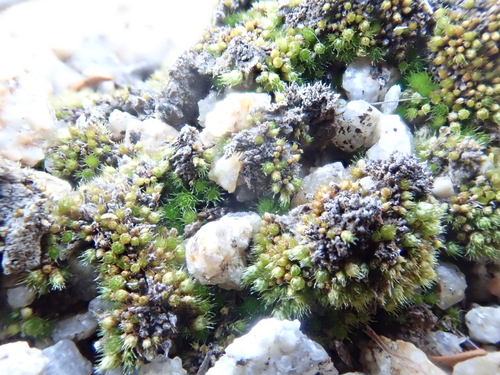 iNaturalist observation photo of Bryum