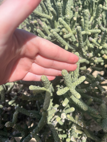 iNaturalist observation photo of Branched Pencil Cholla