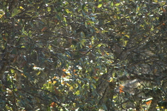 Vireolanius melitophrys