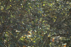 Vireolanius melitophrys