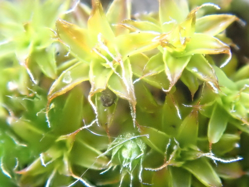 iNaturalist observation photo of Star Moss
