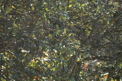 Vireolanius melitophrys