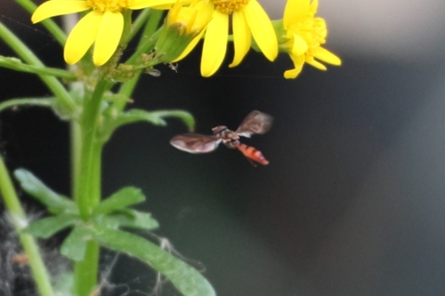 Unknown species found near Enterprise, Deltona, FL 32725, USA