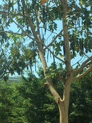 Cassia fistula