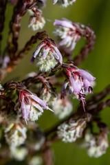Erica labialis