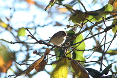 Vireo gilvus