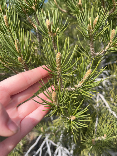 iNaturalist observation photo of pines