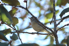Vireo gilvus