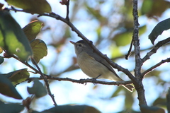 Vireo gilvus