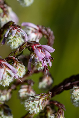 Erica labialis